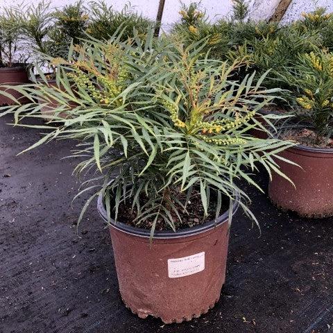 Mahonia eurybracteata 'Soft Caress' ~ Soft Caress Mahonia-ServeScape