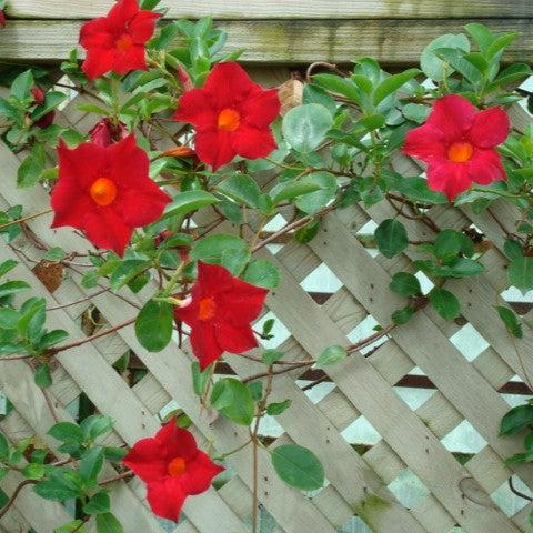 Mandevilla sp~ Rocktrumpet, Mandevilla Vine, Red-ServeScape