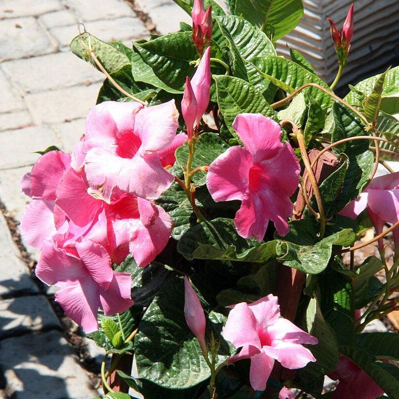 Mandevilla sp ~ Rocktrumpet, Mandevilla Vine, Pink-ServeScape