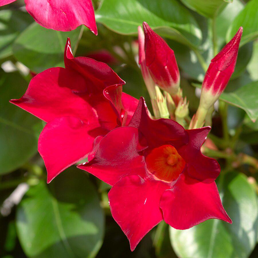 Mandevilla sp~ Rocktrumpet, Mandevilla Vine, Red-ServeScape