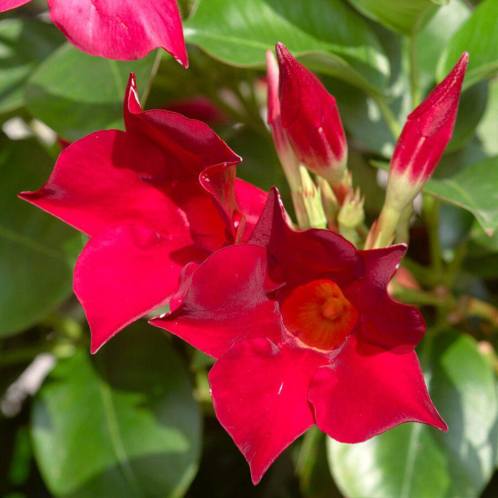 Mandevilla sp~ Rocktrumpet, Mandevilla Vine, Red-ServeScape