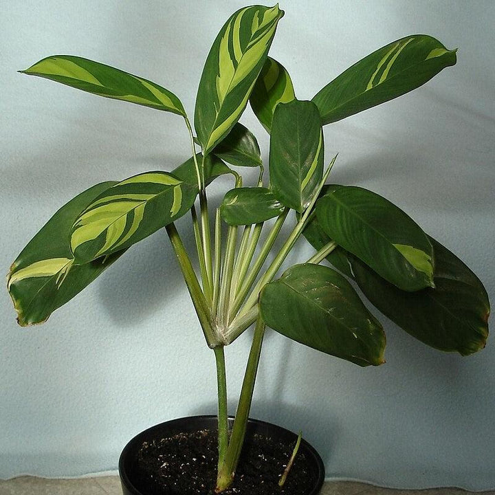 Ctenanthe lubbersiana ~ Bamburanta-ServeScape
