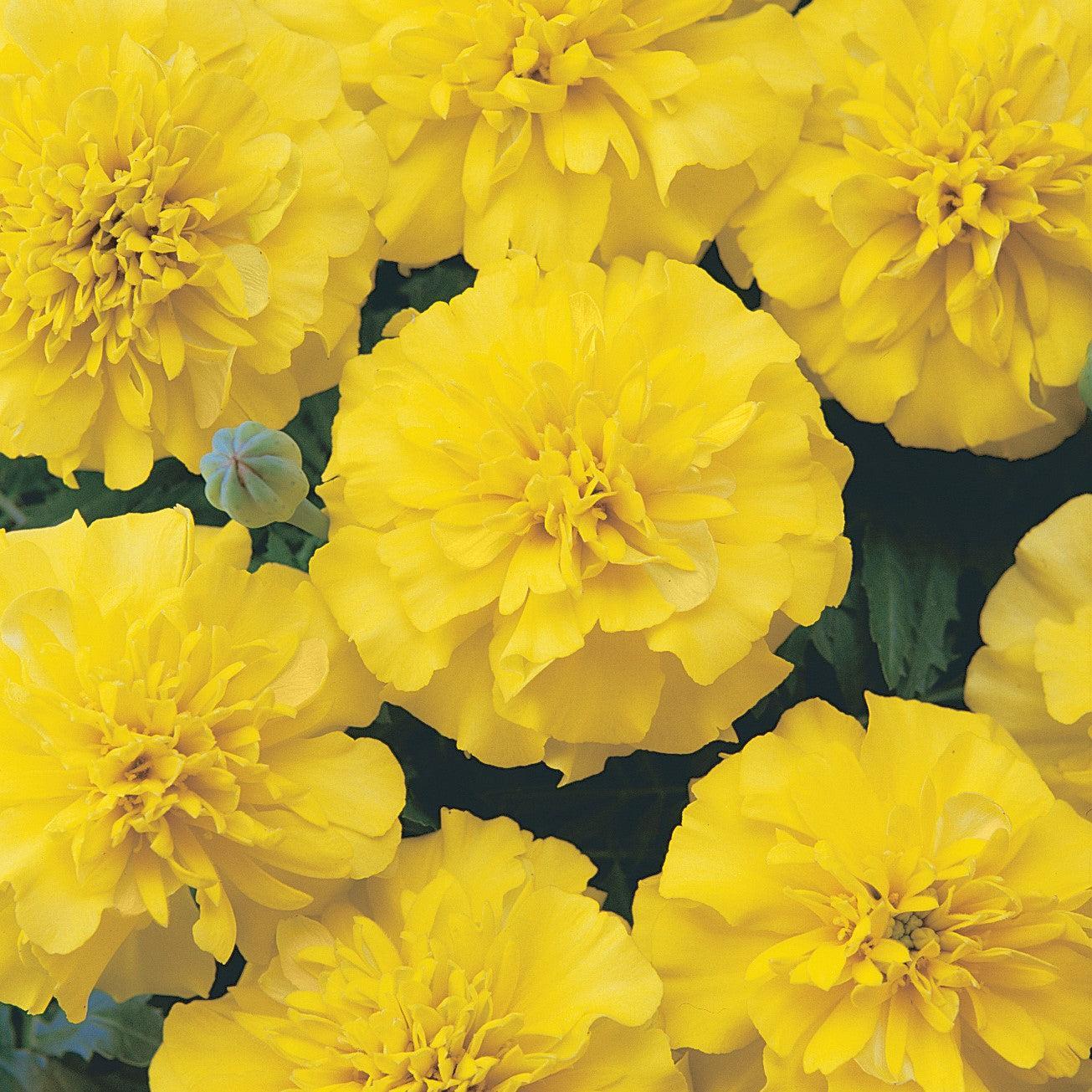 Tagetes patula 'PAS2276' ~ Bonanza™ Yellow French Marigold-ServeScape