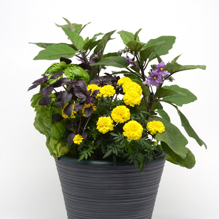 Tagetes patula 'PAS2276' ~ Bonanza™ Yellow French Marigold-ServeScape