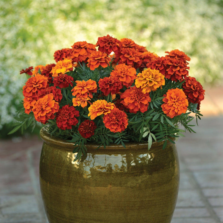 Tagetes patula 'Fireball' ~ Fireball French Marigold-ServeScape