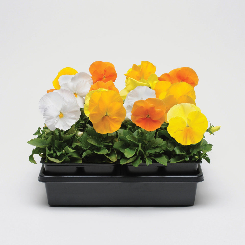 Viola x wittrockiana 'Matrix Citrus Mix' ~ Matrix™ Citrus Mix Pansy-ServeScape