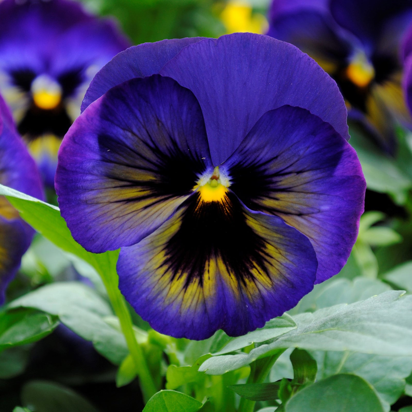Viola x wittrockiana 'PAS736727' ~ Matrix™ Midnight Glow Pansy-ServeScape
