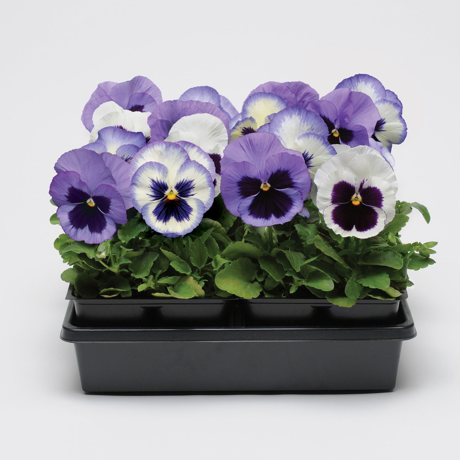 Viola x wittrockiana 'Matrix Ocean Breeze Mix' ~ Matrix® Ocean Breeze Mix Pansy-ServeScape