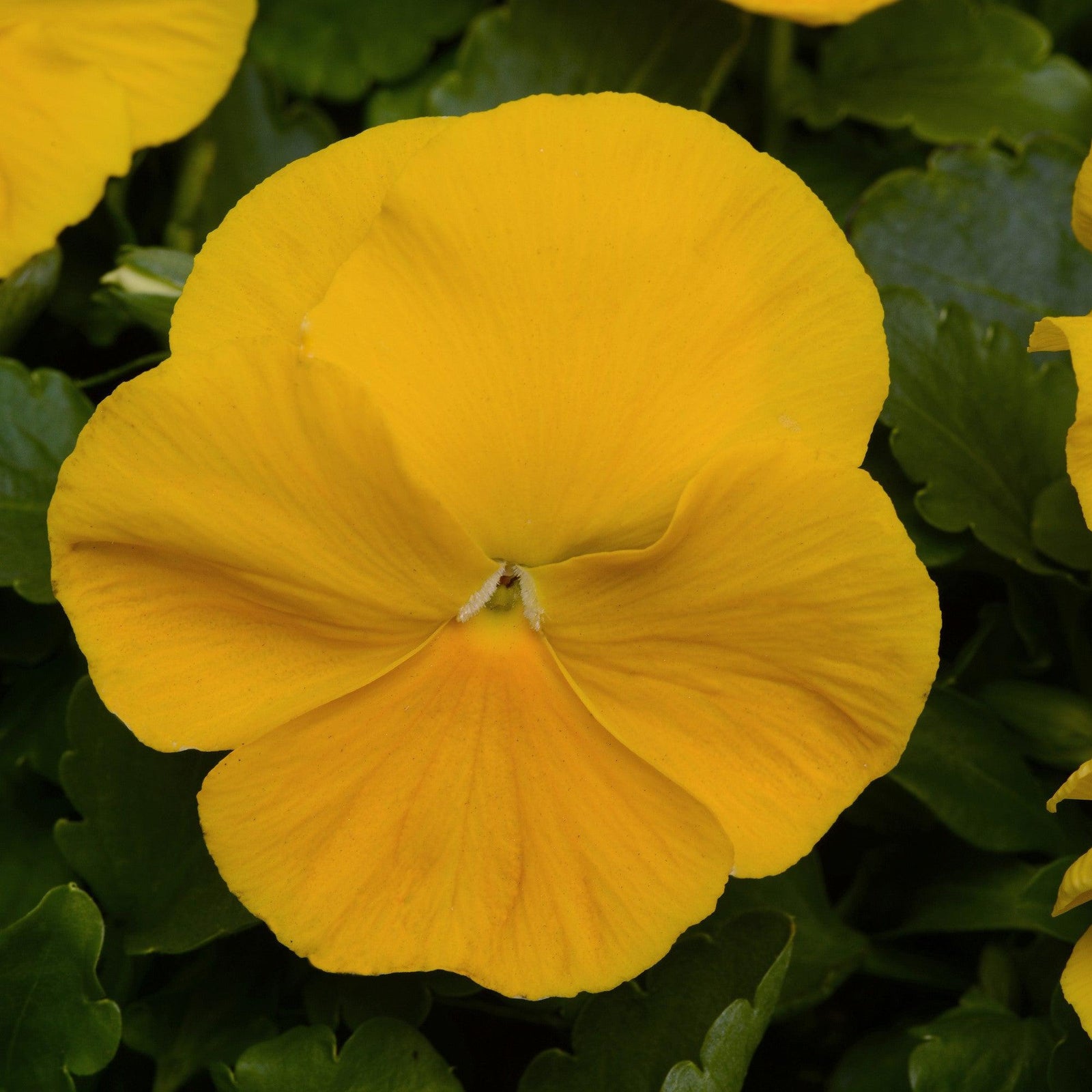 Viola x wittrockiana 'PAS1122753' ~ Matrix™ Yellow Pansy-ServeScape