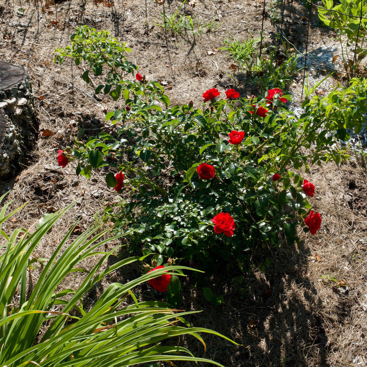Rosa x 'NOA83100B' ~ Monrovia® Flower Carpet® Scarlet Rose-ServeScape