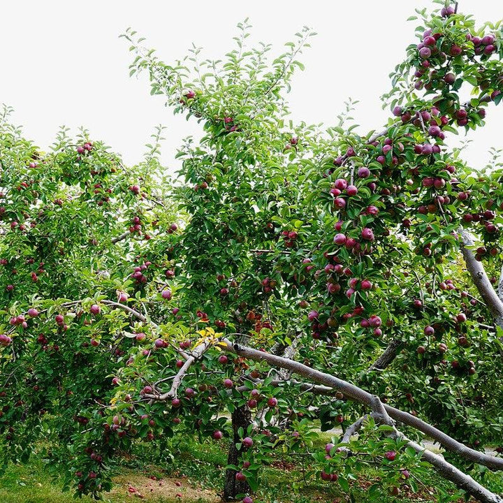 Malus domestica 'McIntosh' ~ McIntosh Apple-ServeScape