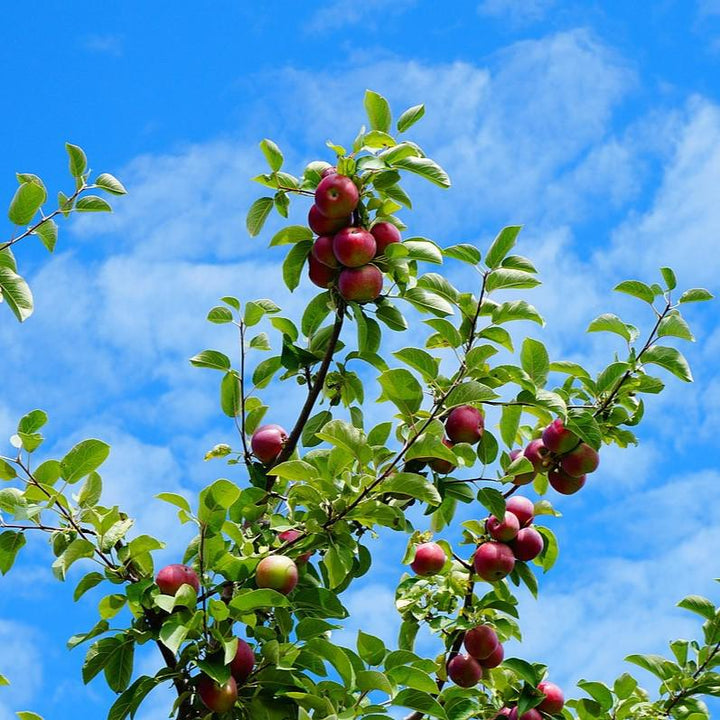 Malus domestica 'McIntosh' ~ McIntosh Apple-ServeScape