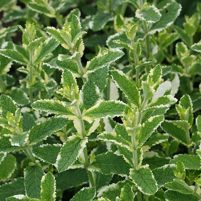 Mentha suaveolens ‘Variegata’ ~ Pineapple Mint-ServeScape