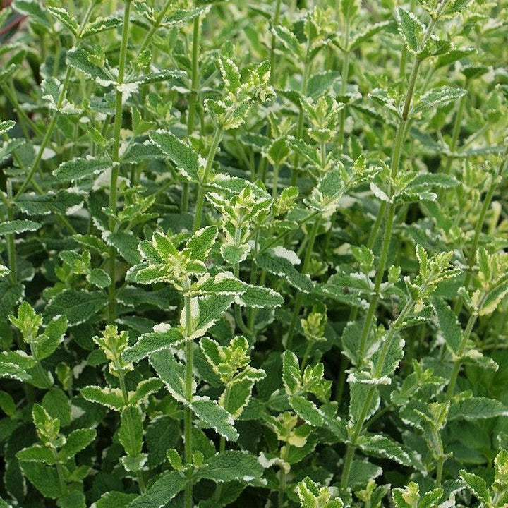 Mentha suaveolens ‘Variegata’ ~ Pineapple Mint-ServeScape
