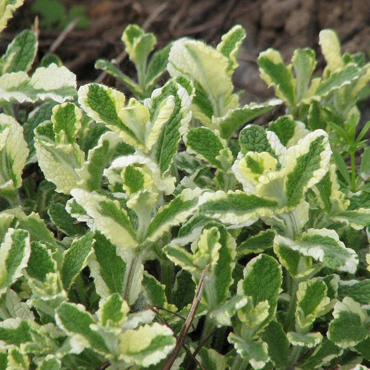 Mentha suaveolens ‘Variegata’ ~ Pineapple Mint-ServeScape