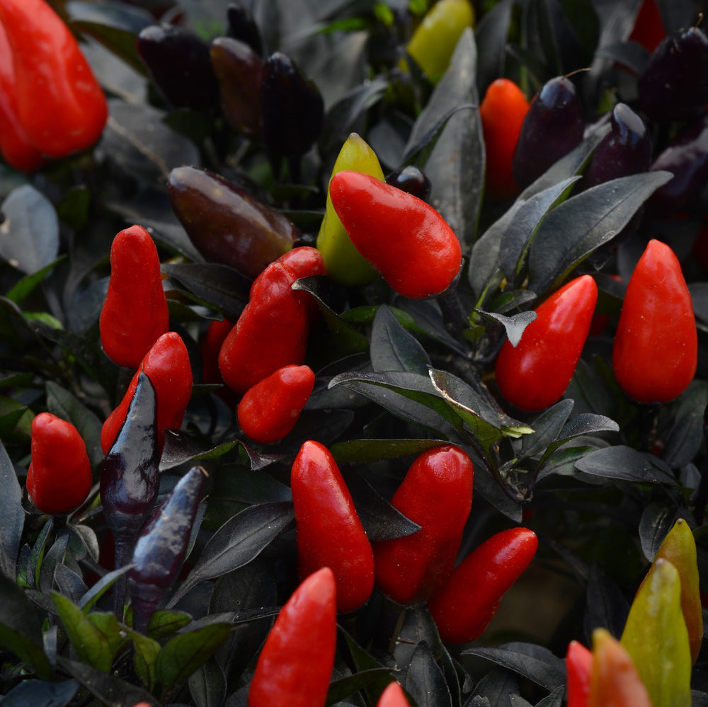 Capsicum annuum 'Midnight Fire' ~ Midnight Fire Ornamental Pepper-ServeScape