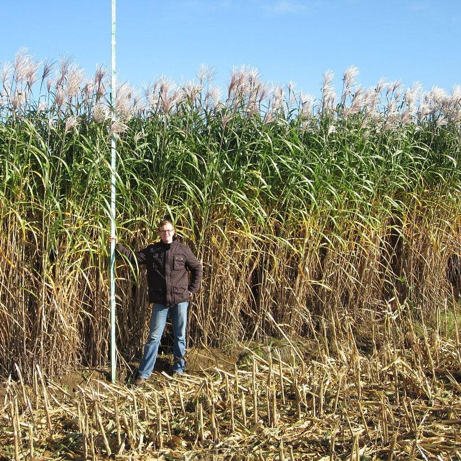 Miscanthus x giganteus ~ Giant Maiden Grass-ServeScape