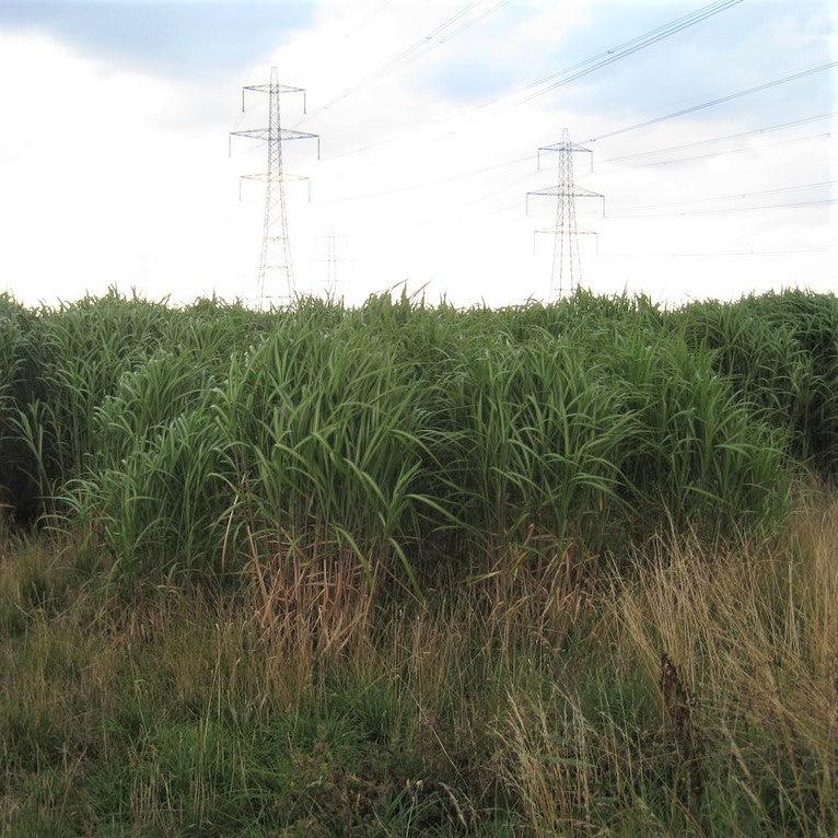 Miscanthus x giganteus ~ Giant Maiden Grass-ServeScape