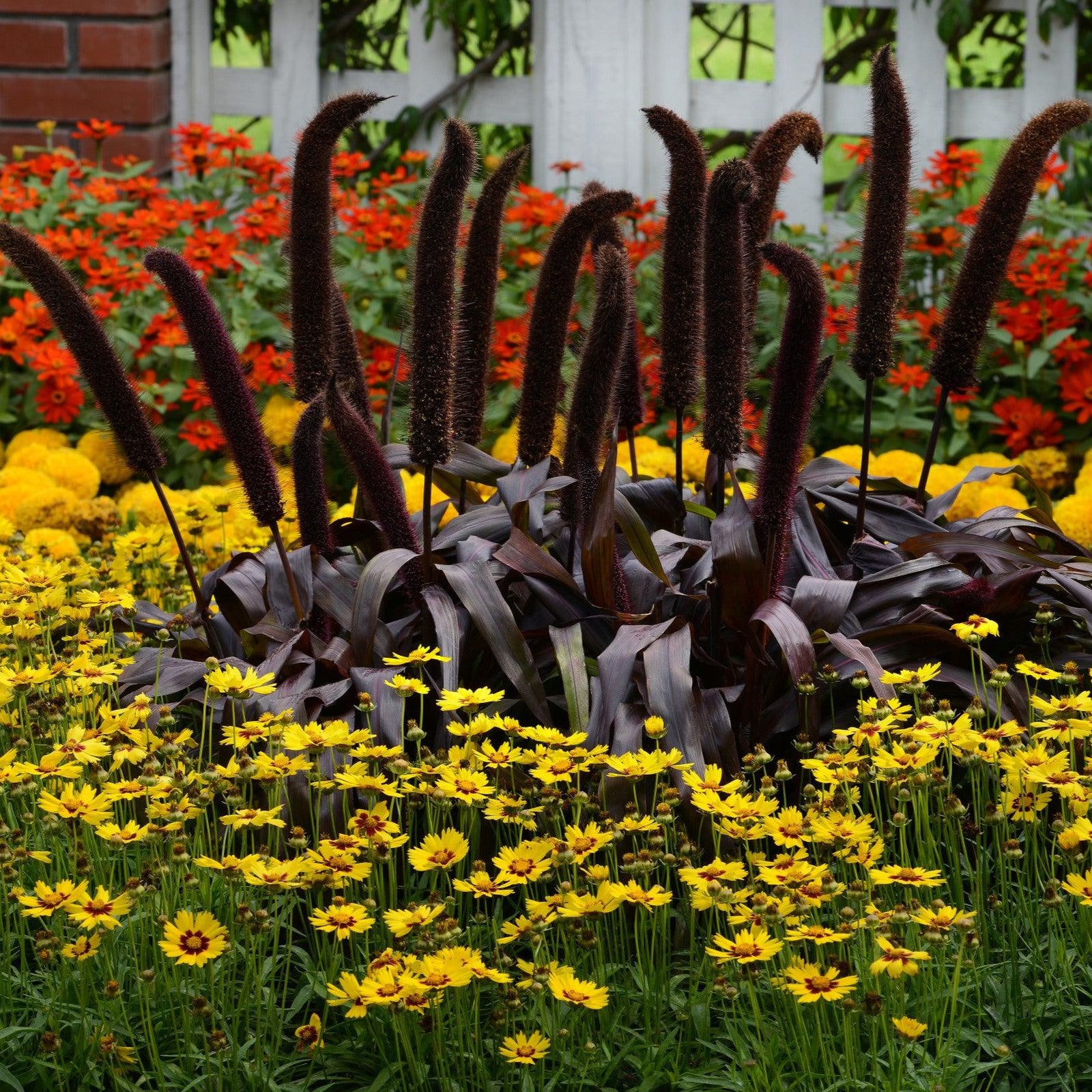 ~ Ornamental Grass, Copper Prince-ServeScape