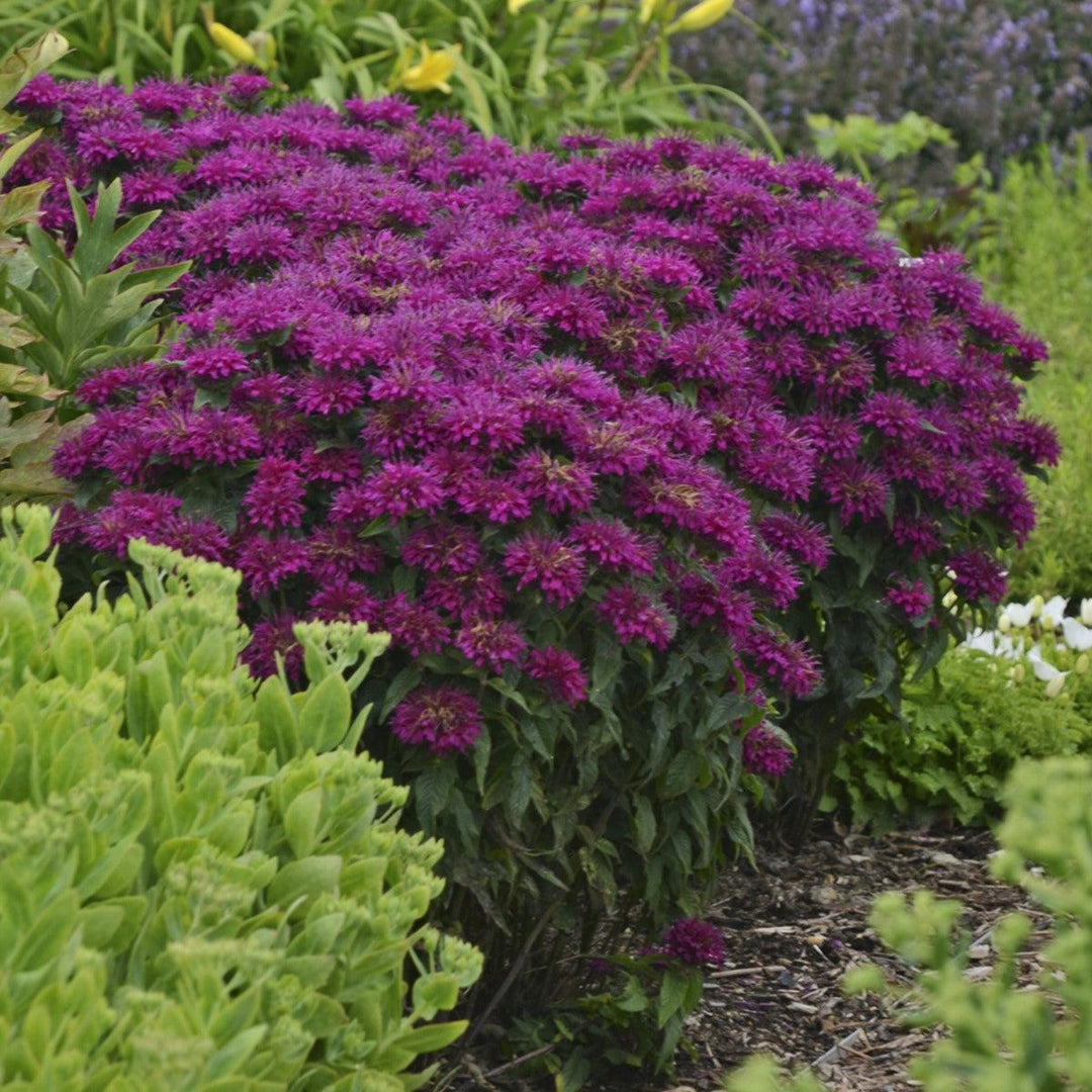 Monarda 'Grape Gumball' PP27498 ~ Sugar Buzz® Grape Gumball Bee Balm-ServeScape