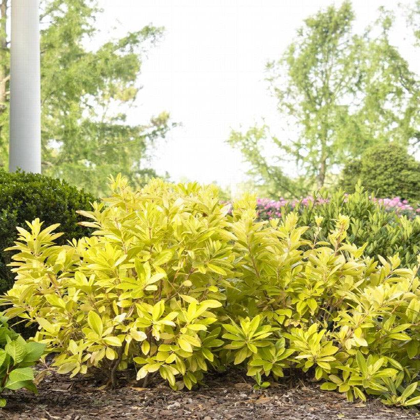 Illicium parviflorum 'Florida Sunshine' ~ Monrovia® Florida Sunshine Anise-ServeScape