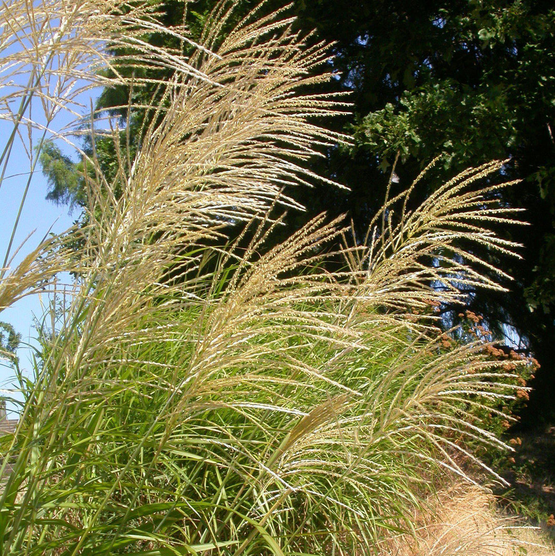 Miscanthus sinensis 'NCMS1' PP #26,387 ~ Monrovia® My Fair Maiden™ Maiden Grass-ServeScape