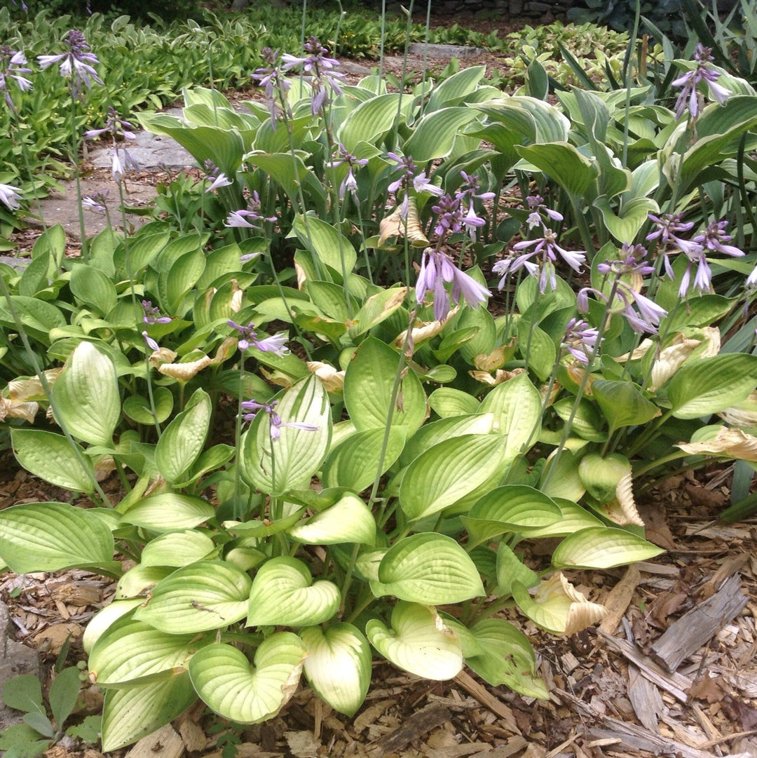Hosta x 'Gold Standard' ~ Monrovia® Gold Standard Hosta-ServeScape