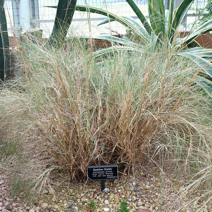 Muhlenbergia dumosa ~ Bamboo Muhly-ServeScape
