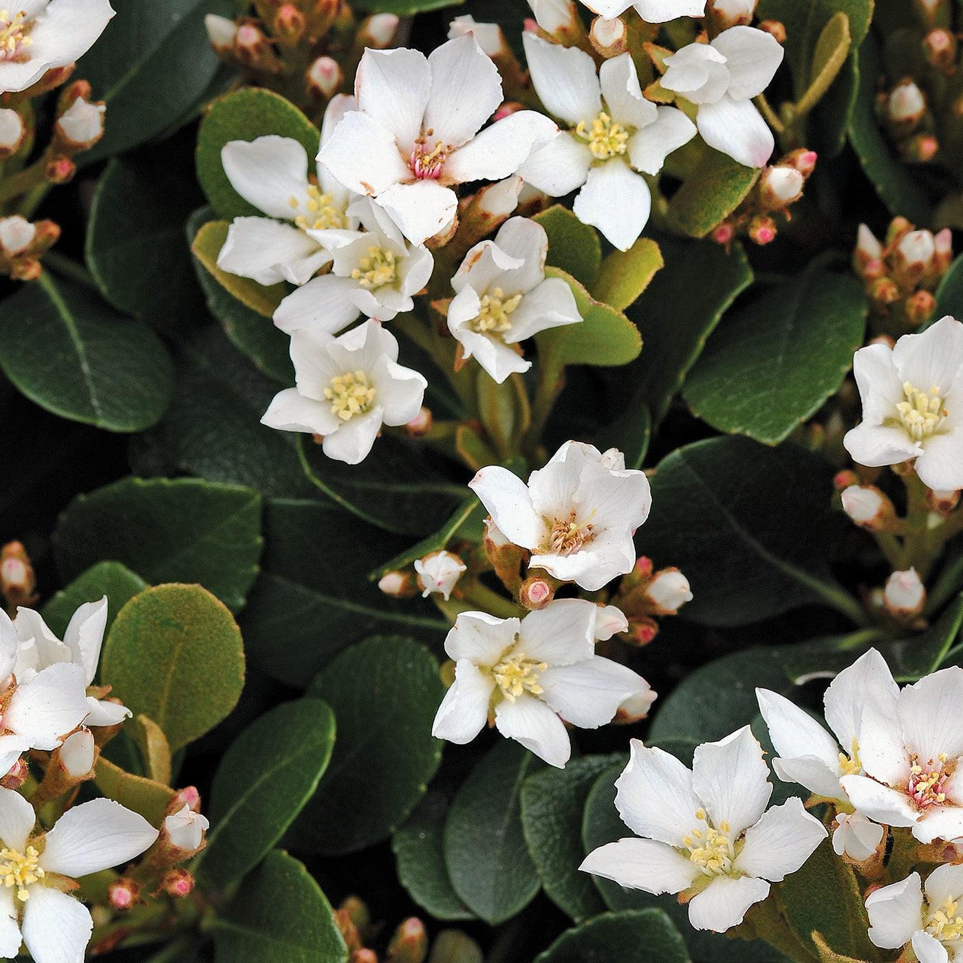 Rhaphiolepis indica 'Parhap' PP 20,243 ~ Monrovia® Oriental Pearl Indian Hawthorn-ServeScape