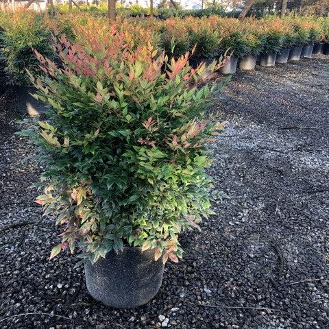 Nandina domestica 'Gulf Stream' ~ Gulf Stream Heavenly Bamboo-ServeScape