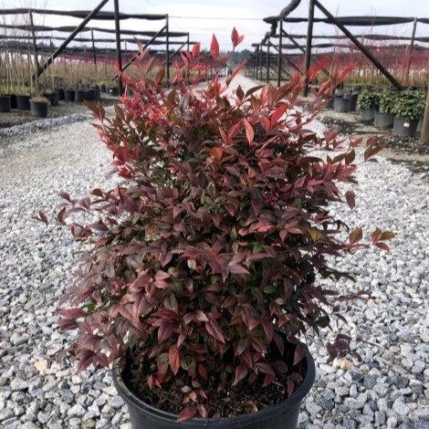 Nandina domestica 'Gulf Stream' ~ Gulf Stream Heavenly Bamboo-ServeScape