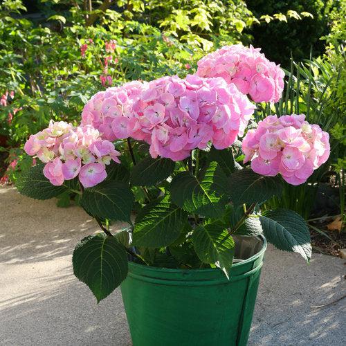 Hydrangea macrophylla 'Berner' PP #22,329 ~ Monrovia® Let's Dance® Big Easy® Hydrangea-ServeScape