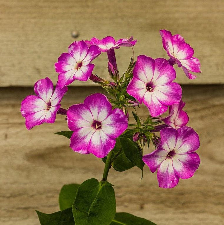 Phlox paniculata 'Pro Violet Charm' ~ Monrovia® Flame™ Pro Violet Charm Garden Phlox-ServeScape