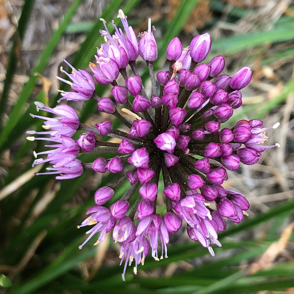 Allium hybrid 'Windy City' PP28,100 ~ Monrovia® Windy City Ornamental Onion-ServeScape