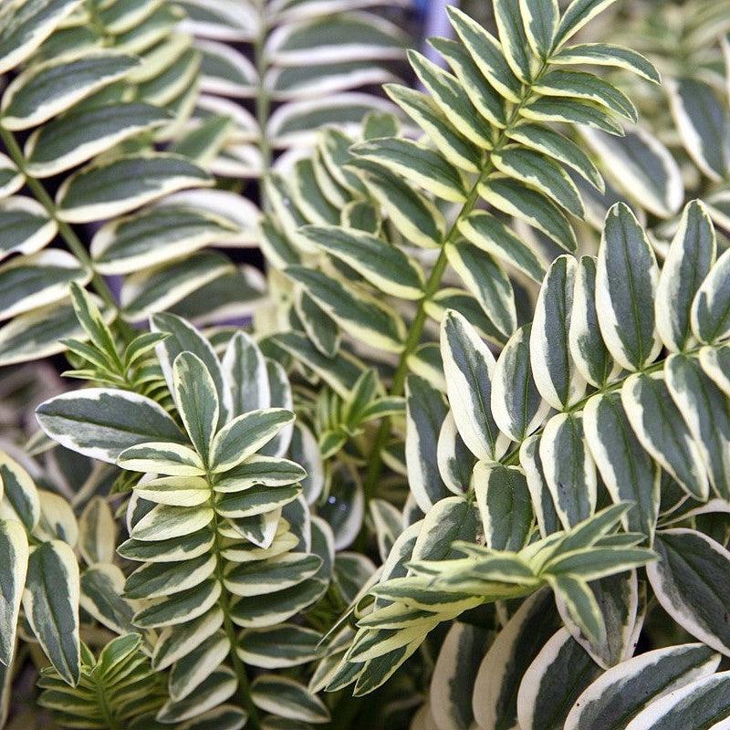 Polemonium 'Brise d'Anjou' ~ Monrovia® Variegated Jacob's Ladder-ServeScape