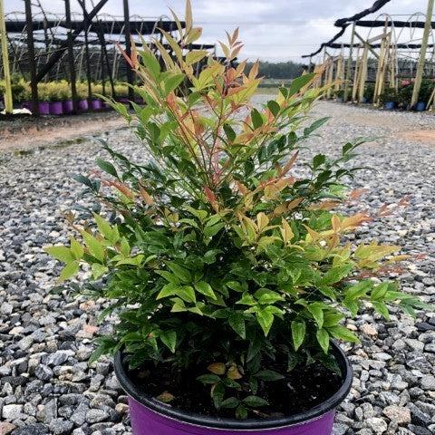 Nandina domestica 'ZHNAN53' ~ Cool Glow® Pomegranate Heavenly Bamboo-ServeScape