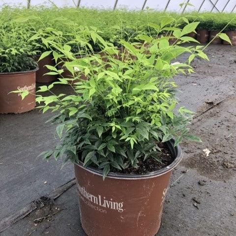 Nandina domestica 'Lemon-Lime' ~ Lemon-Lime Heavenly Bamboo-ServeScape