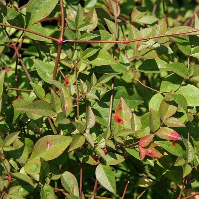 Nandina domestica 'Compacta' ~ Compact Heavenly Bamboo-ServeScape