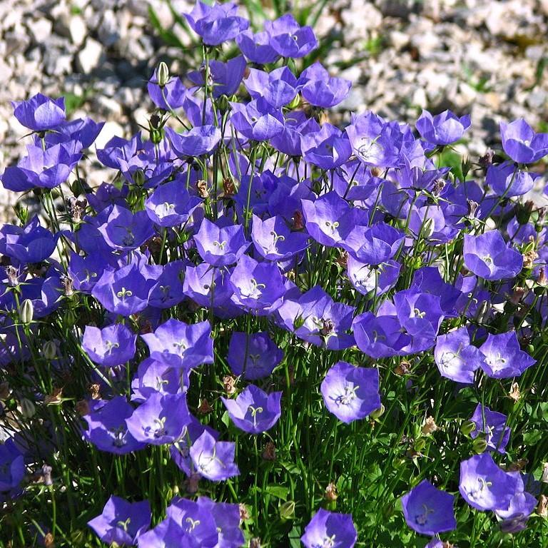 Campanula p. 'Compact Deep Blue' ~ Monrovia® Clockwise™ Deep Blue Dalmation Bellflower-ServeScape