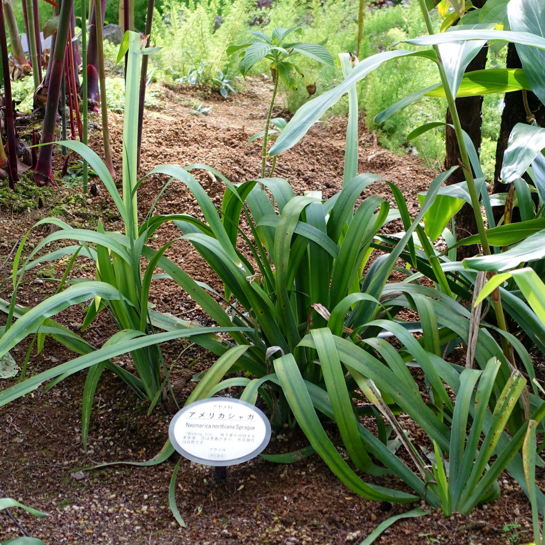 Trimezia northiana ~ Walking Iris-ServeScape