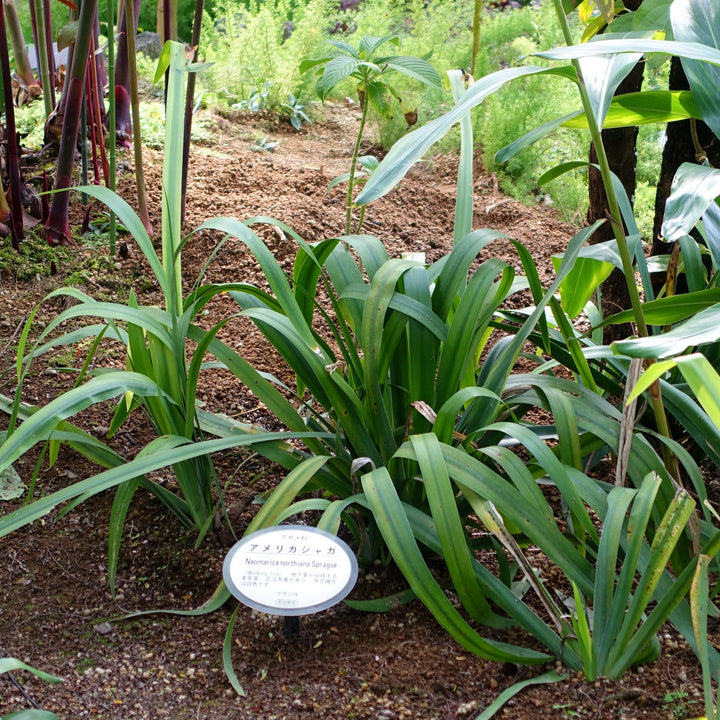 Trimezia northiana ~ Walking Iris-ServeScape