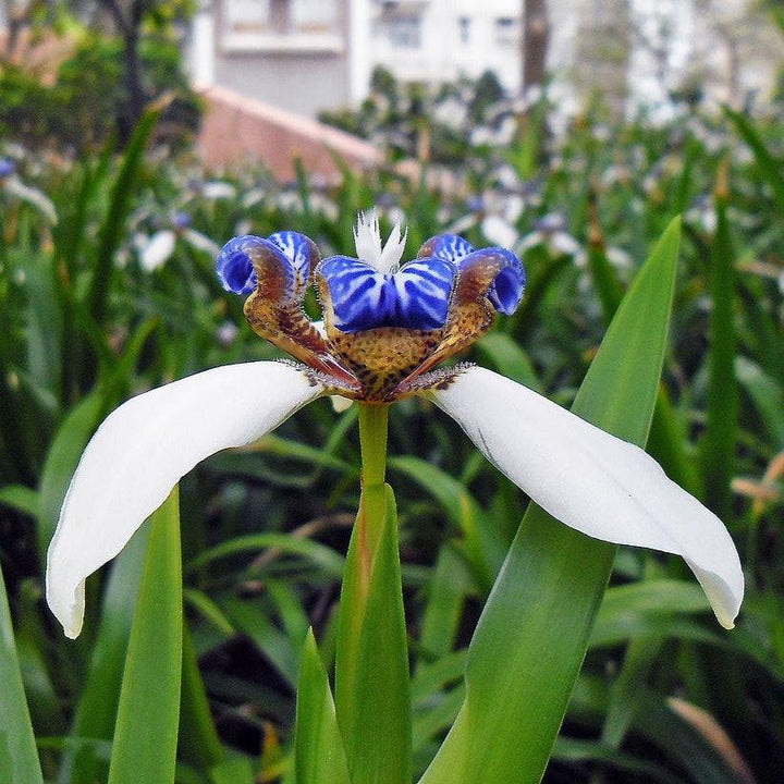 Trimezia northiana ~ Walking Iris-ServeScape