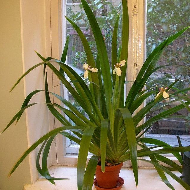 Trimezia northiana ~ Walking Iris-ServeScape