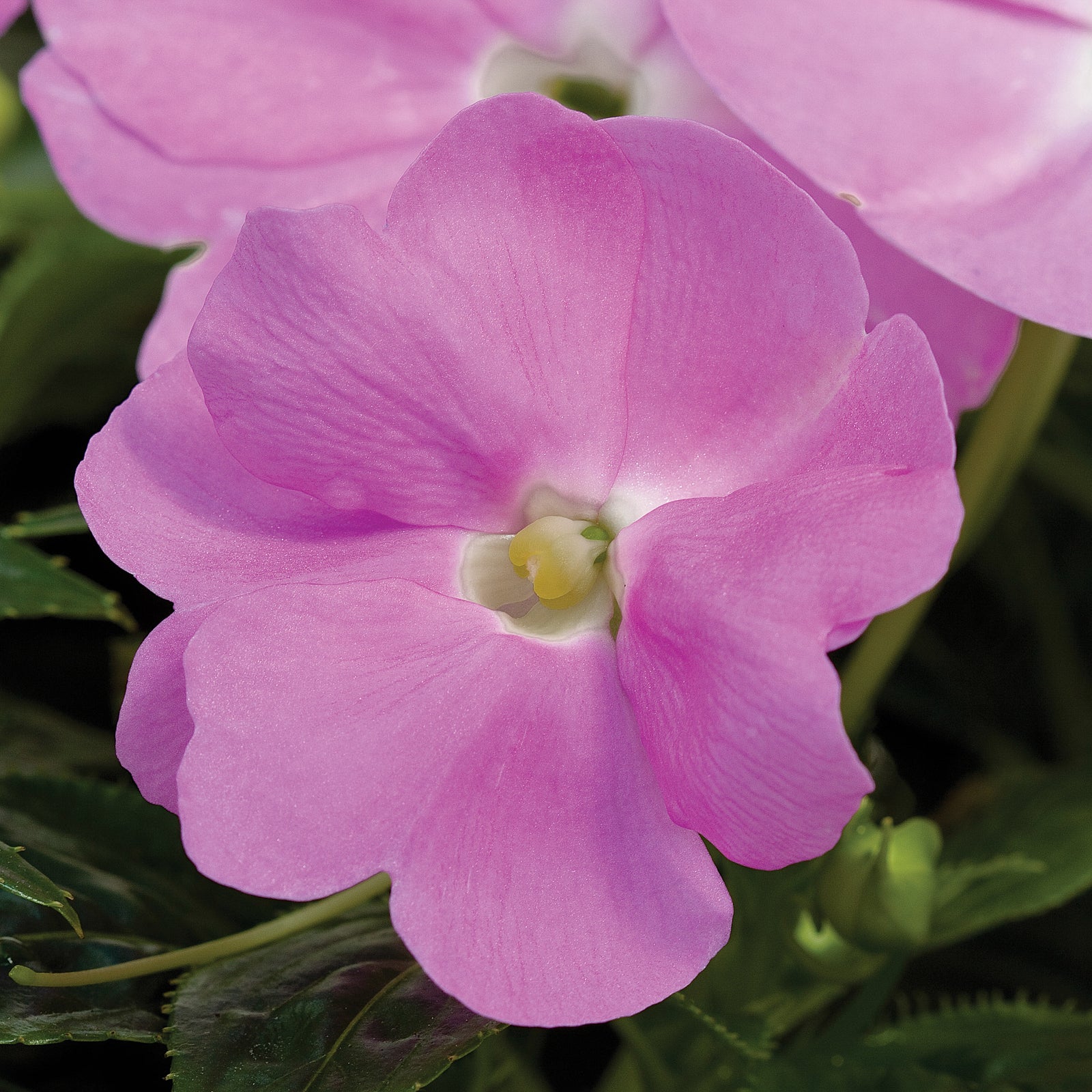 Impatiens hawkeri 'Sonic Light Lavender' ~ Sonic™ Light Lavender New Guinea Impatiens-ServeScape