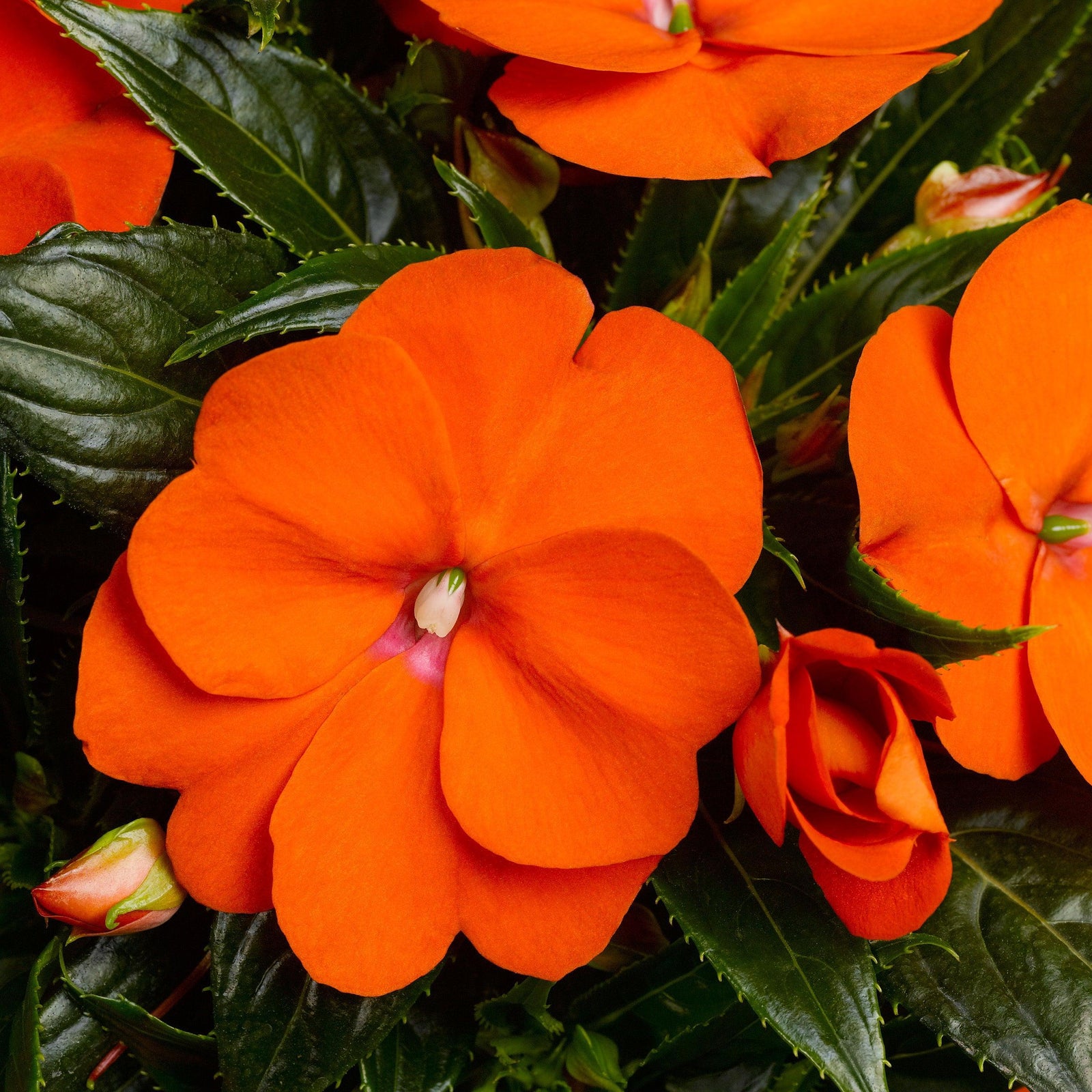Impatiens hawkeri 'Sonic Orange' ~ Sonic™ Orange New Guinea Impatiens-ServeScape