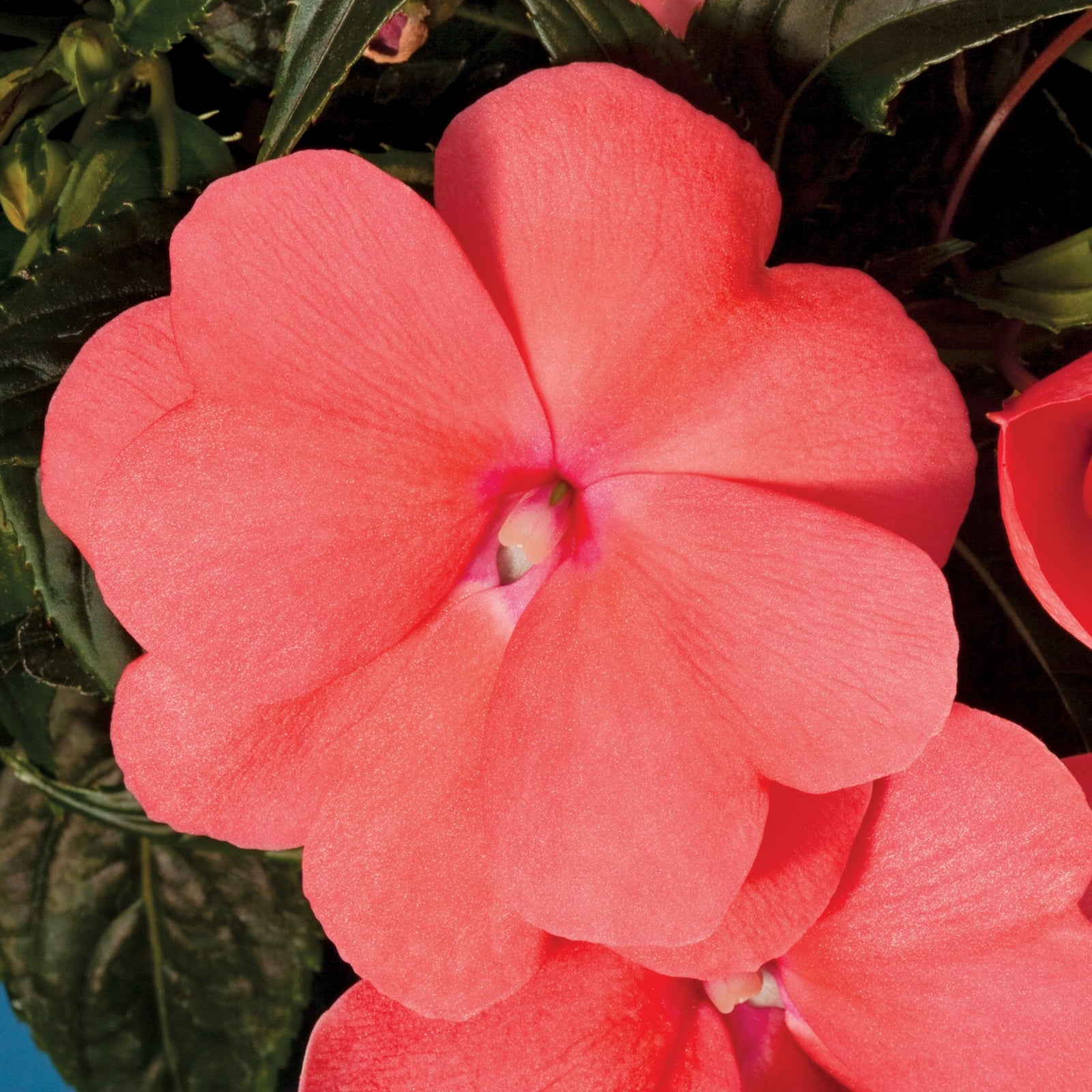 Impatiens hawkeri 'Sonic Salmon' ~ Sonic™ Salmon New Guinea Impatiens-ServeScape