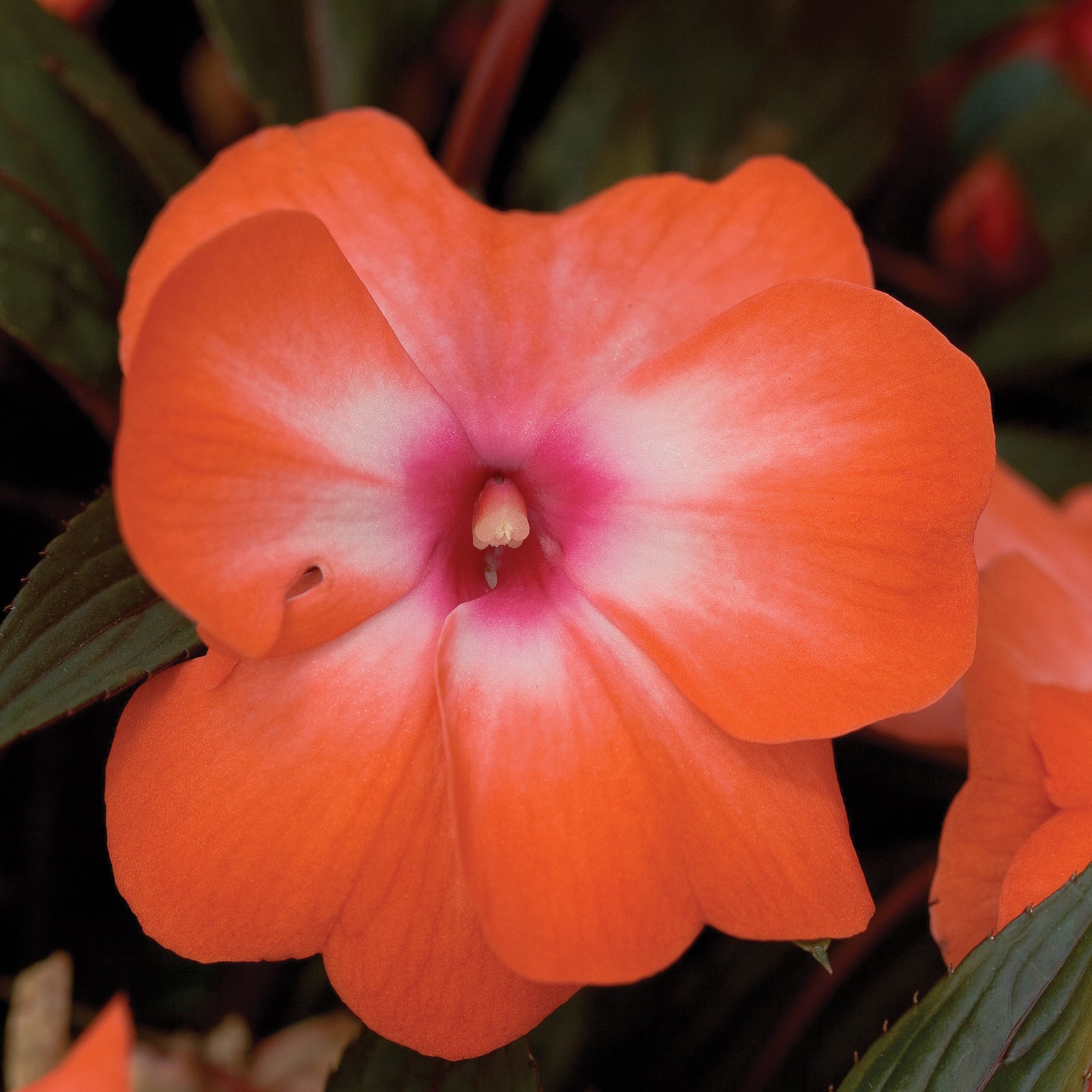 Impatiens hawkeri 'Super Sonic Orange Ice' ~ Super Sonic™ Orange Ice New Guinea Impatiens-ServeScape
