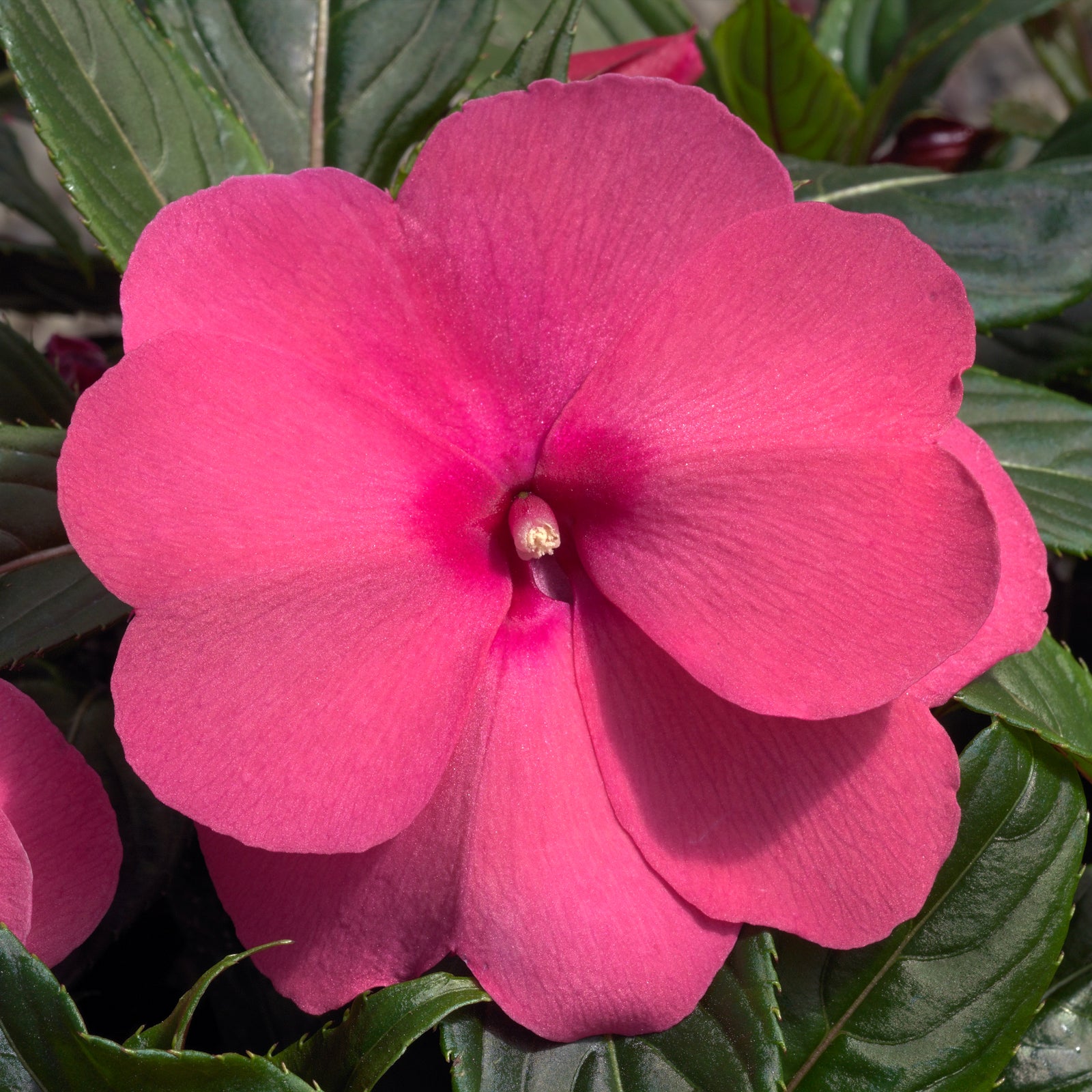 Impatiens hawkeri 'Super Sonic Pink' ~ Super Sonic™ Pink New Guinea Impatiens-ServeScape