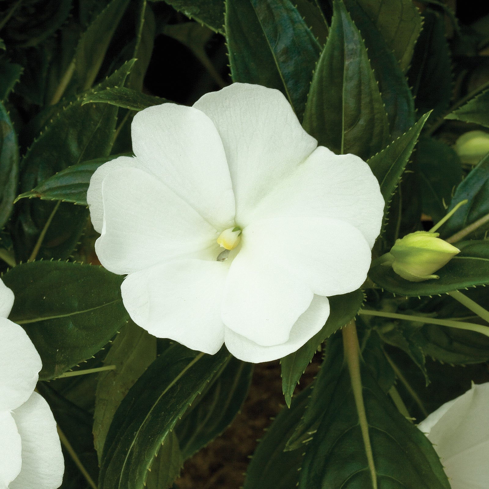 Impatiens hawkeri 'Super Sonic White' ~ Super Sonic™ White New Guinea Impatiens-ServeScape