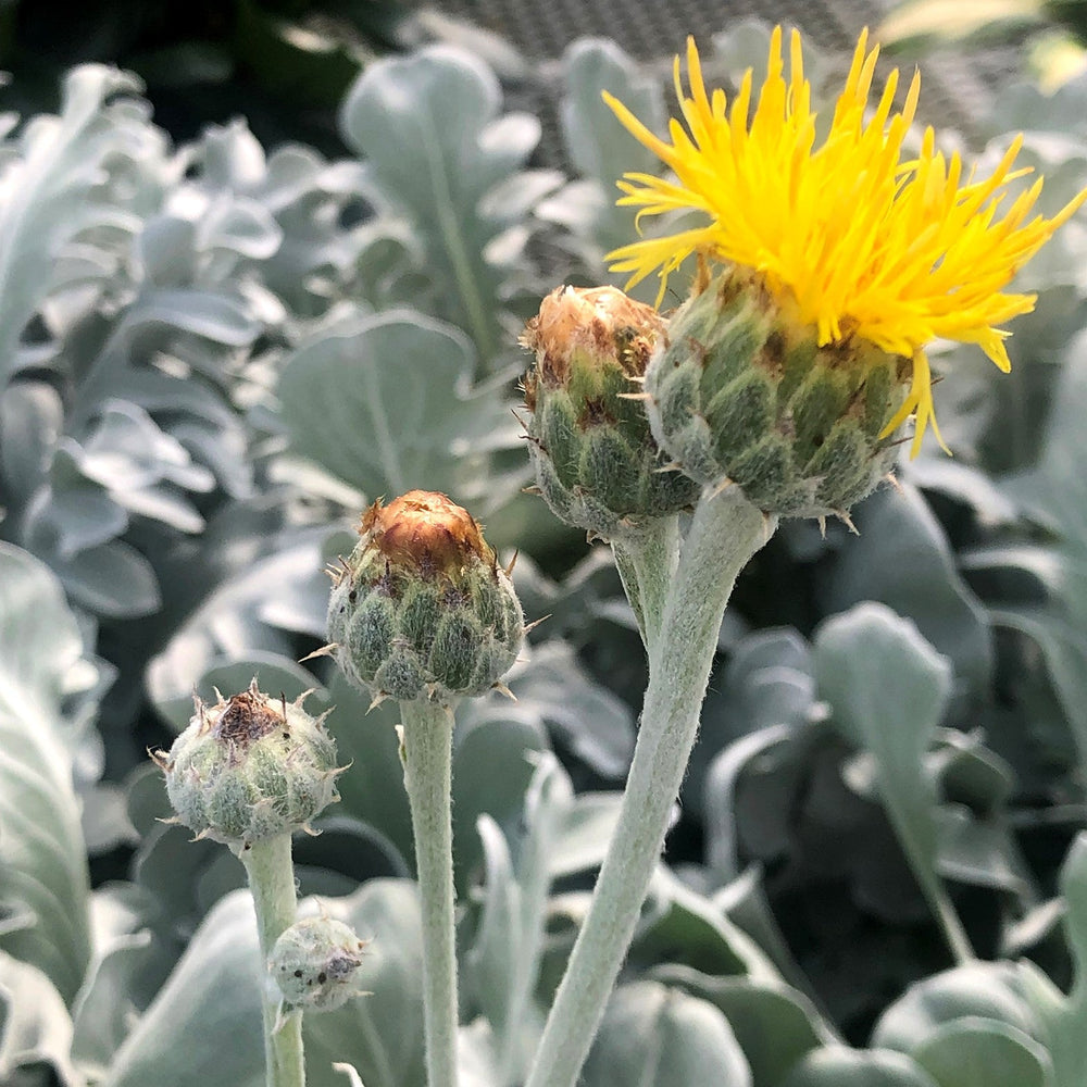 Senecio cineraria 'Snowy Owl' ~ Monrovia® Snowy Owl Dusty Miller-ServeScape